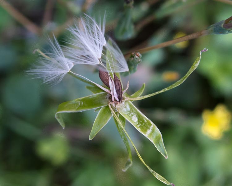 Lactuca serriola